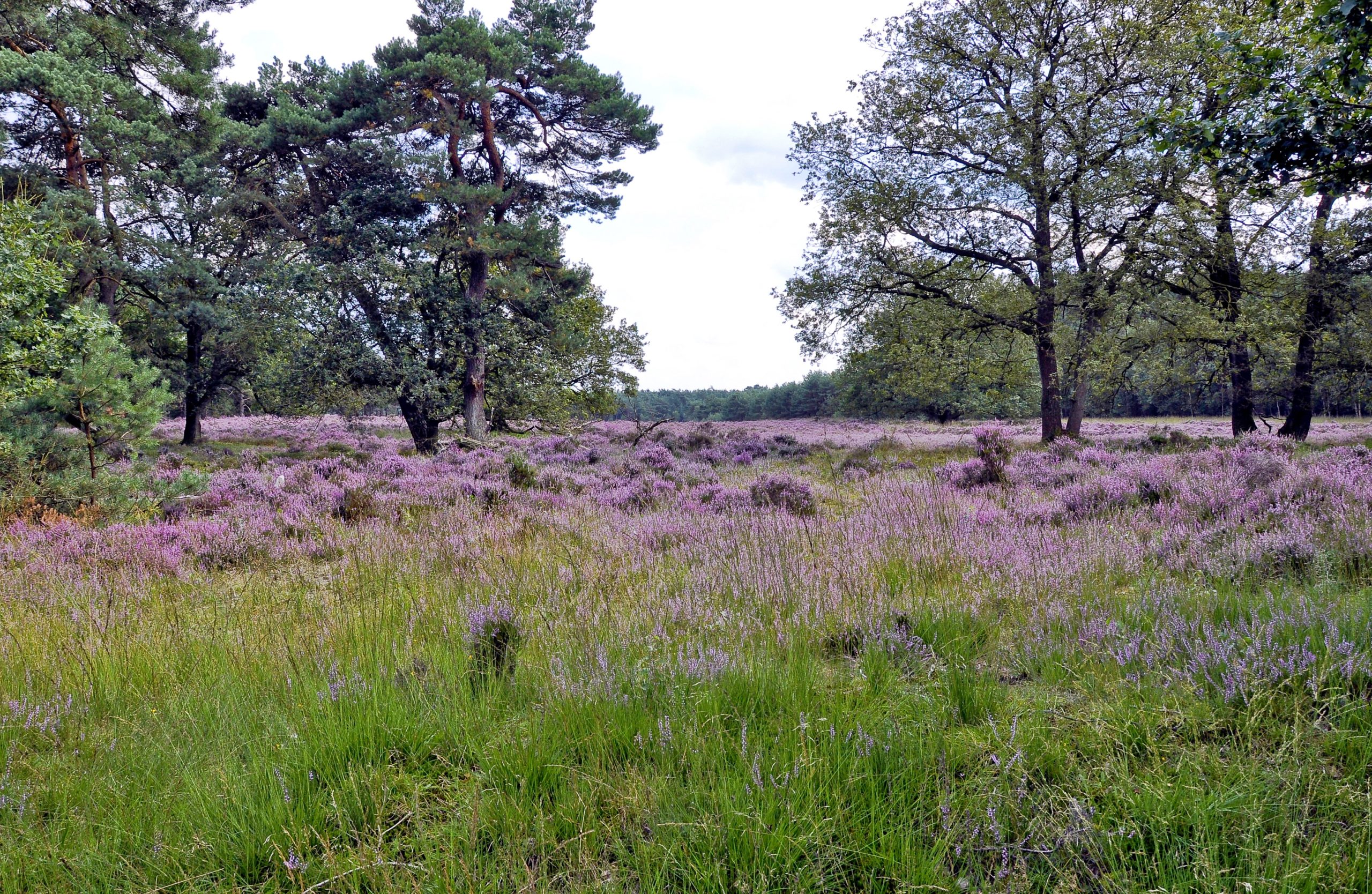 Veluwe