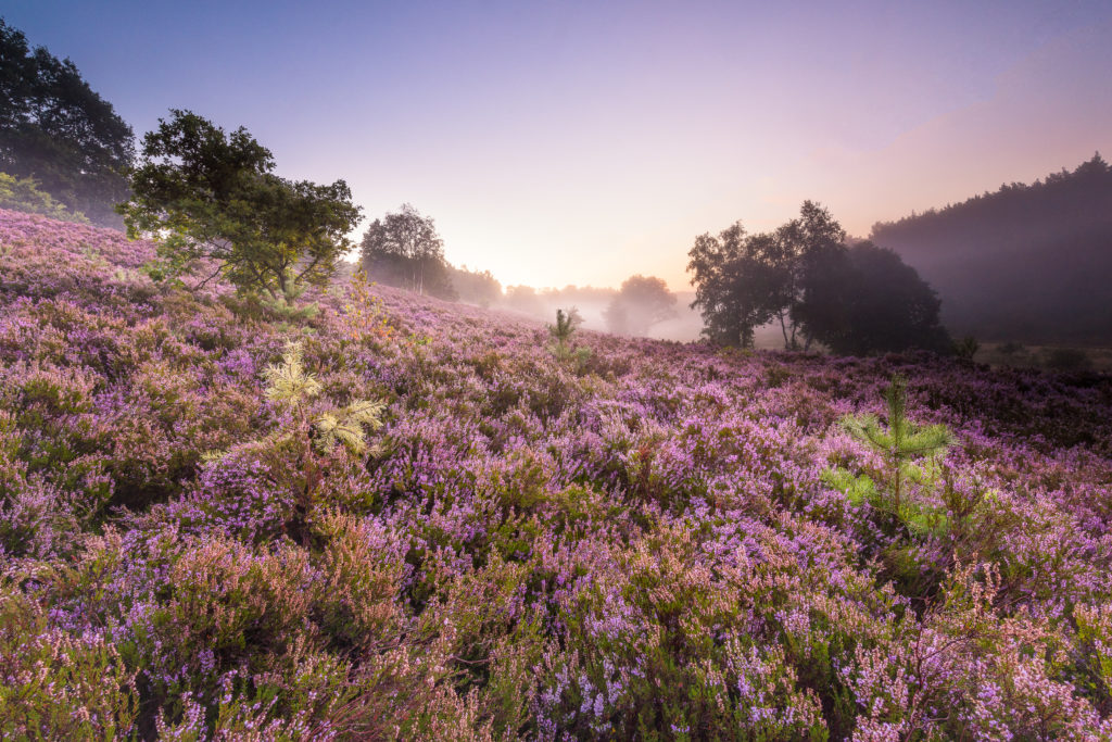 heide fotograferen