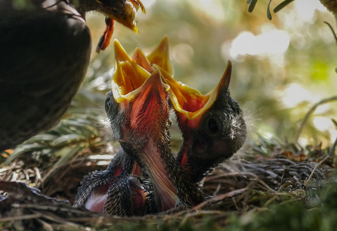 Vogeltje gevonden