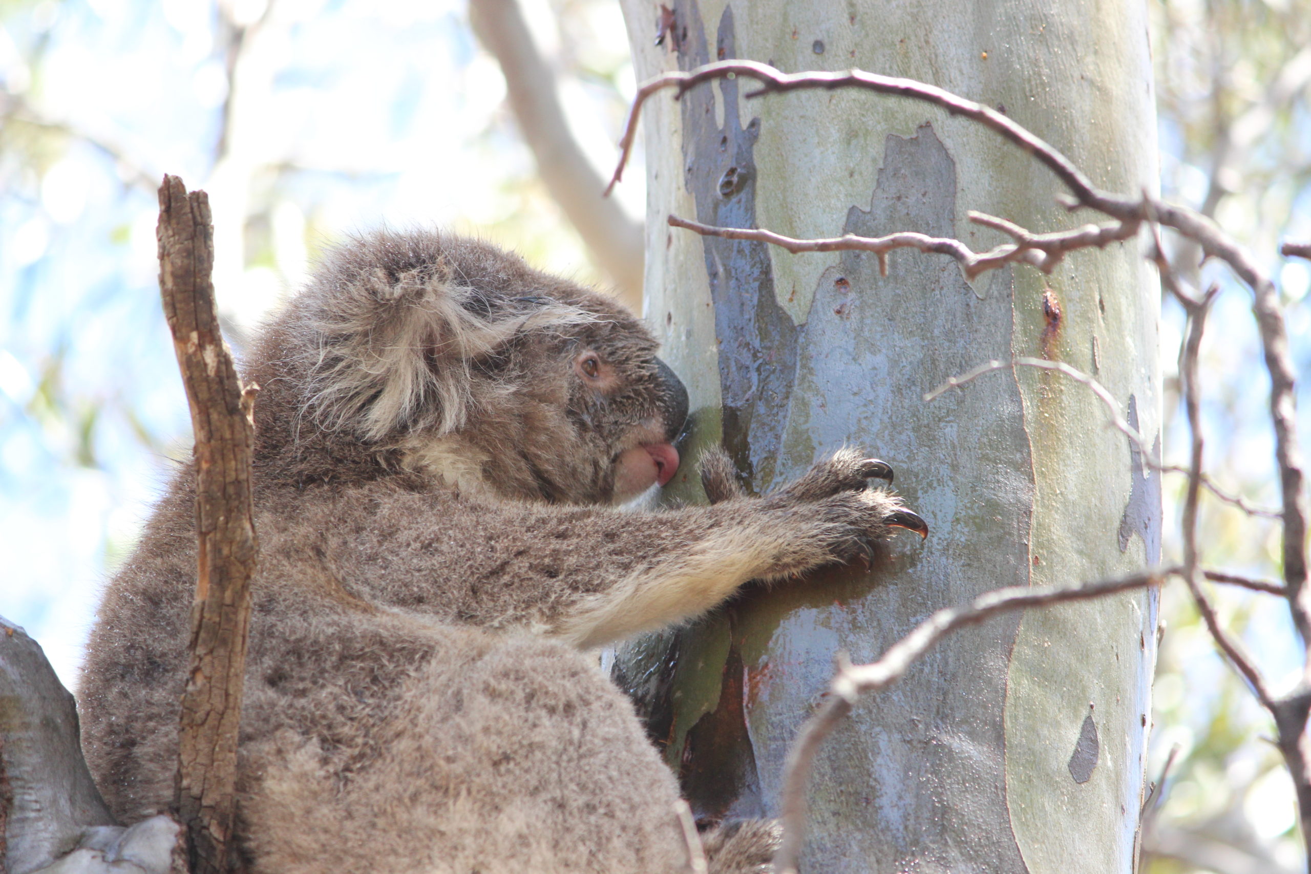 wilde koala's drinken wél water