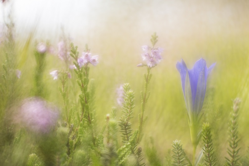 botanische hotspots