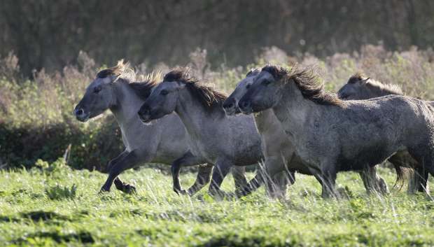 Vogelhotspot en Dark Sky Park Lauwersmeer