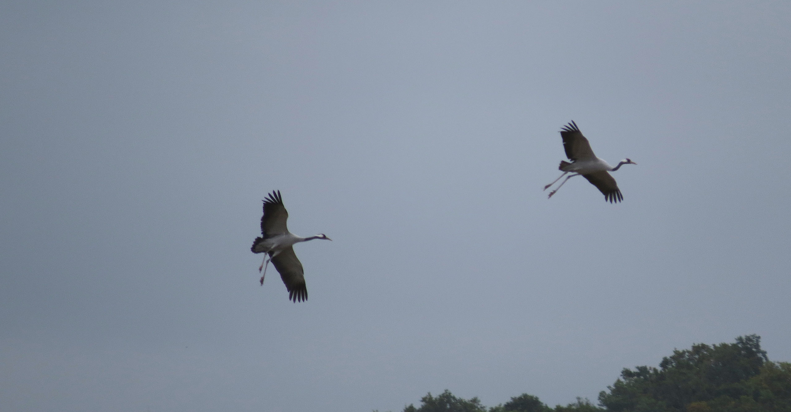 kraanvogels