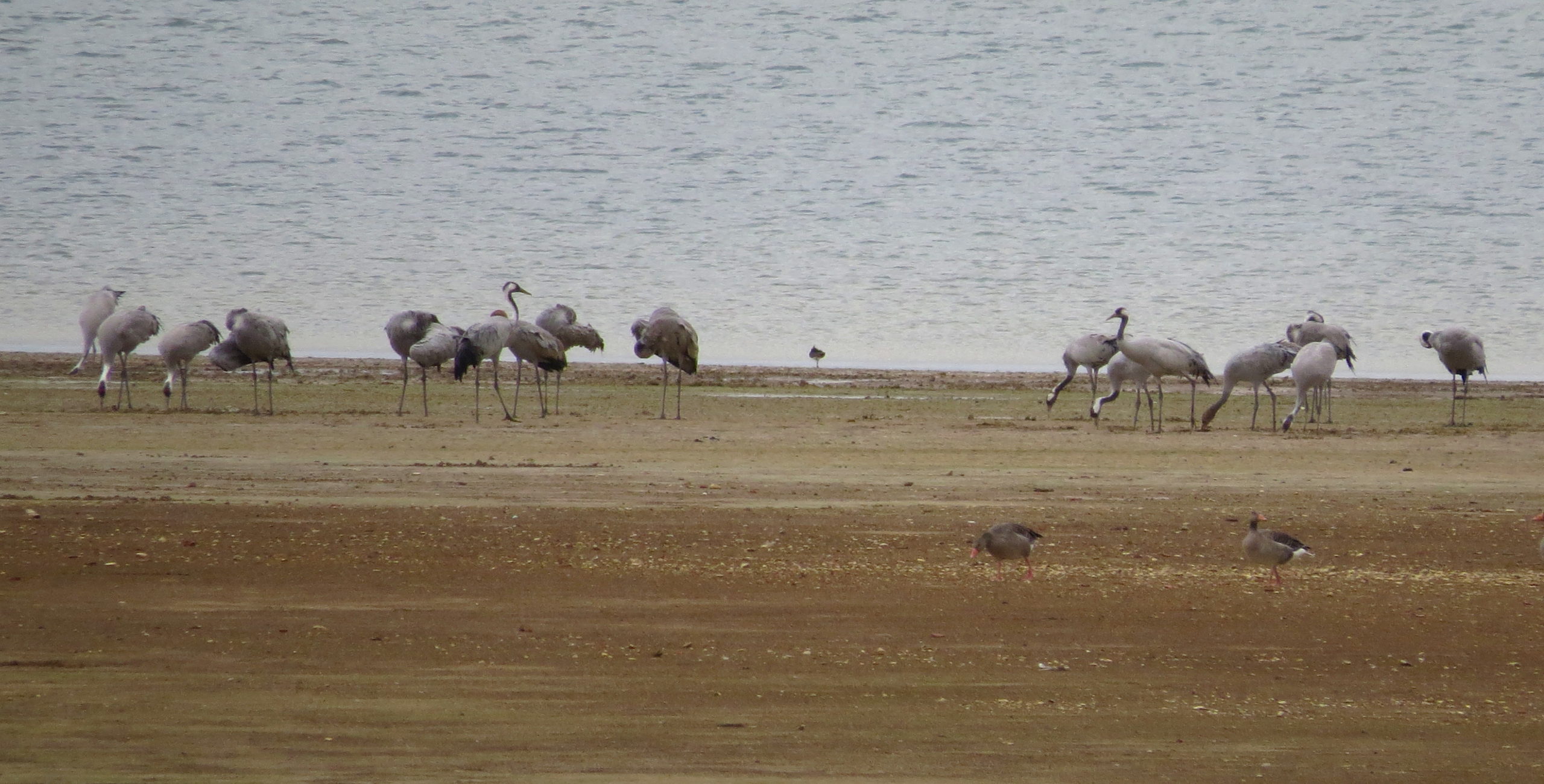 kraanvogels