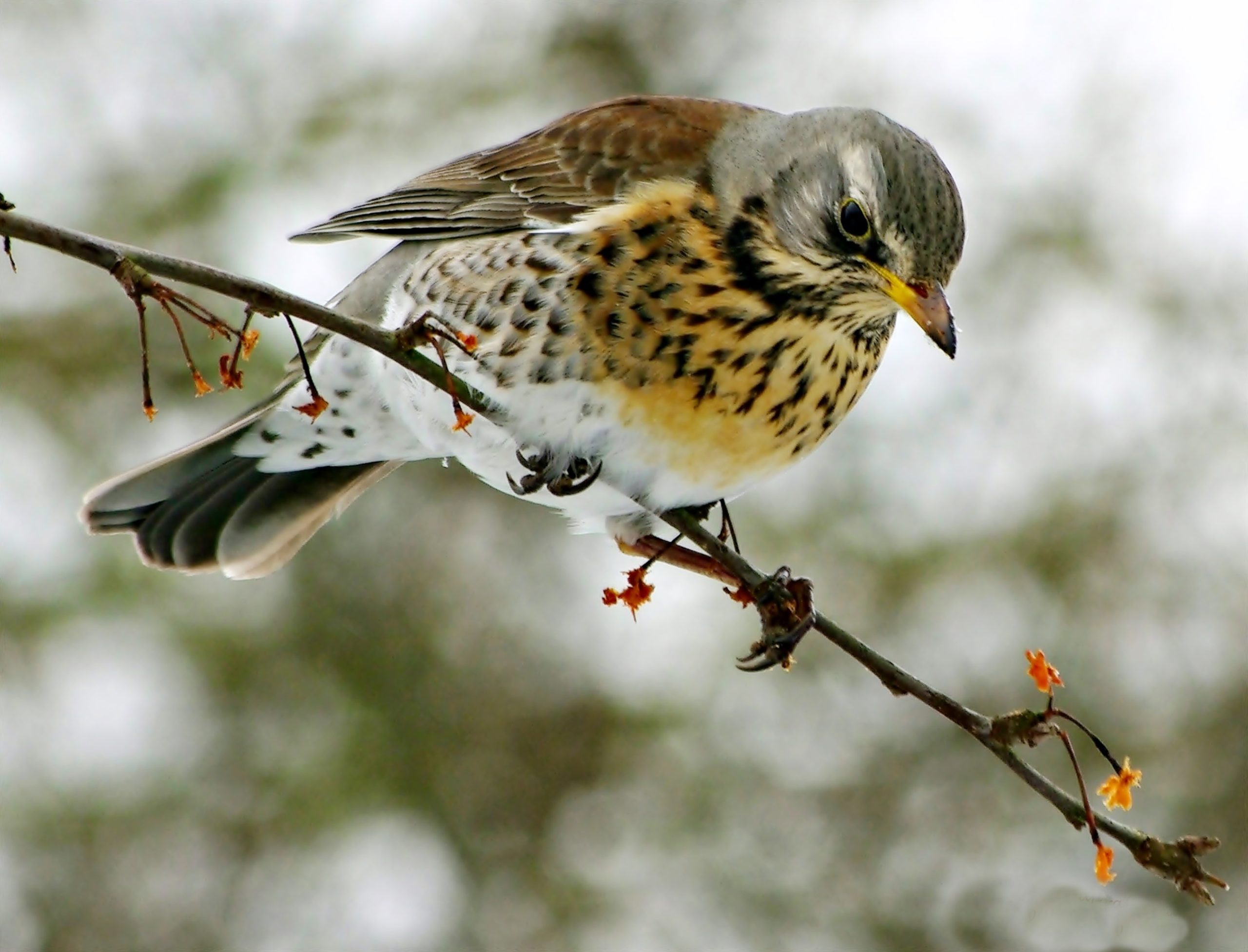 kramsvogel