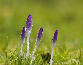 Slapen bloemen