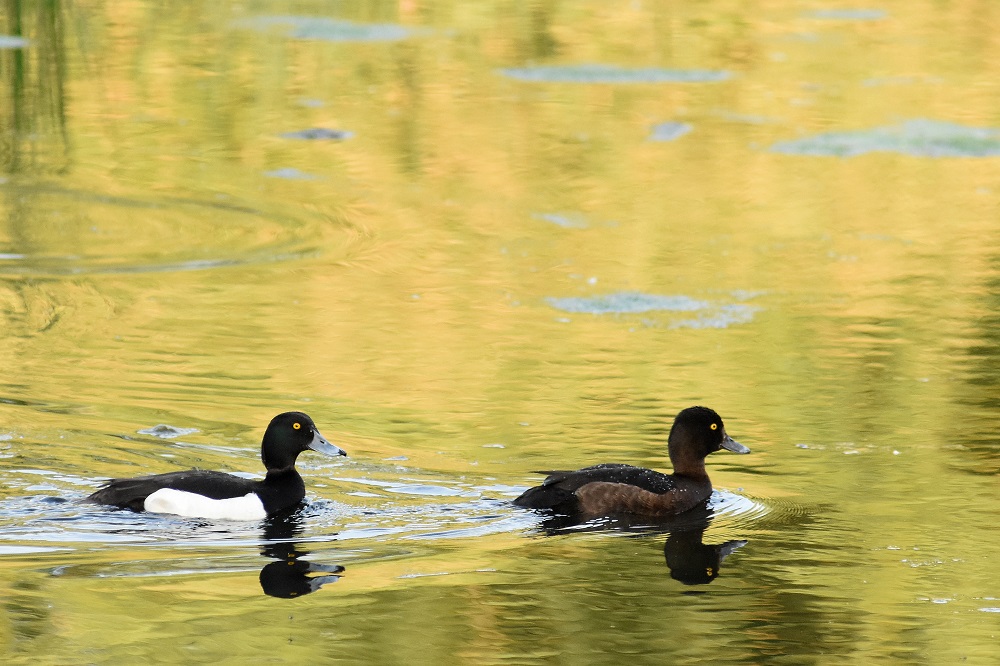 Hobokense Polder