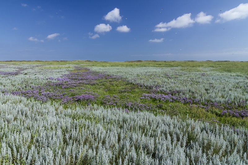 wadden de natuurgids