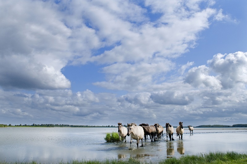 Lauwersmeer