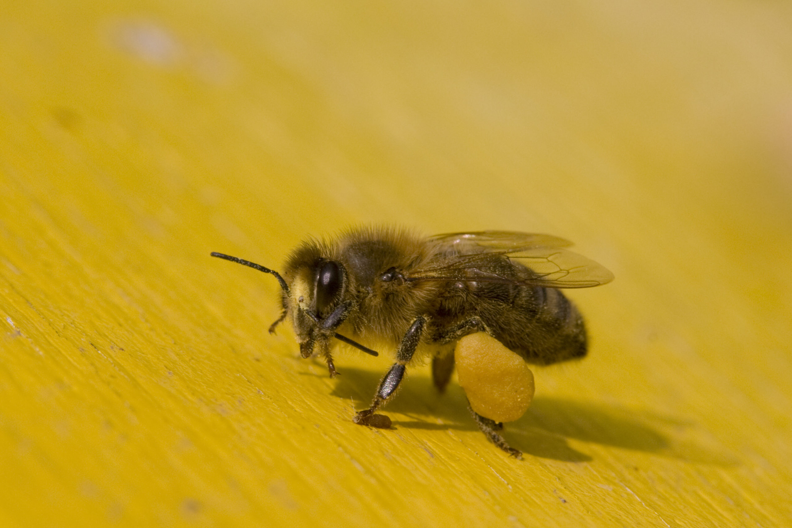 Landelijke Zaaidag voor bijen en vlinders