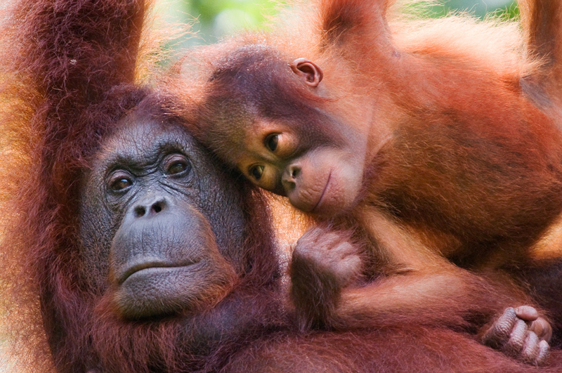 Orang utan; Pongo pygmaeus; Sarawak; Borneo; Malaysia; Endangered; Semengoh Nature reserve; Sarawak; Borneo; Malaysia; mother and young;
