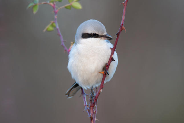 vogelnamen