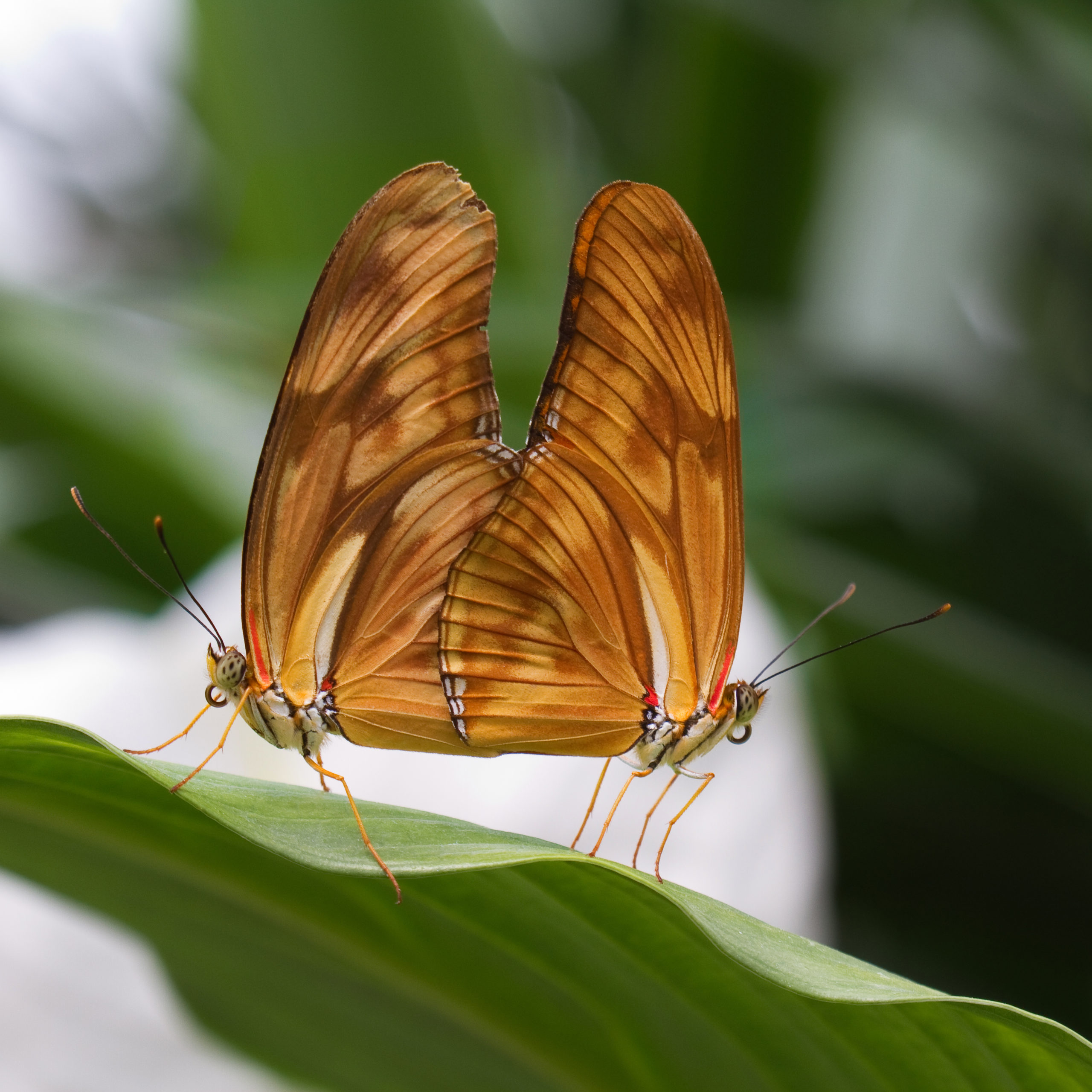 1mauraklumpers vlinders