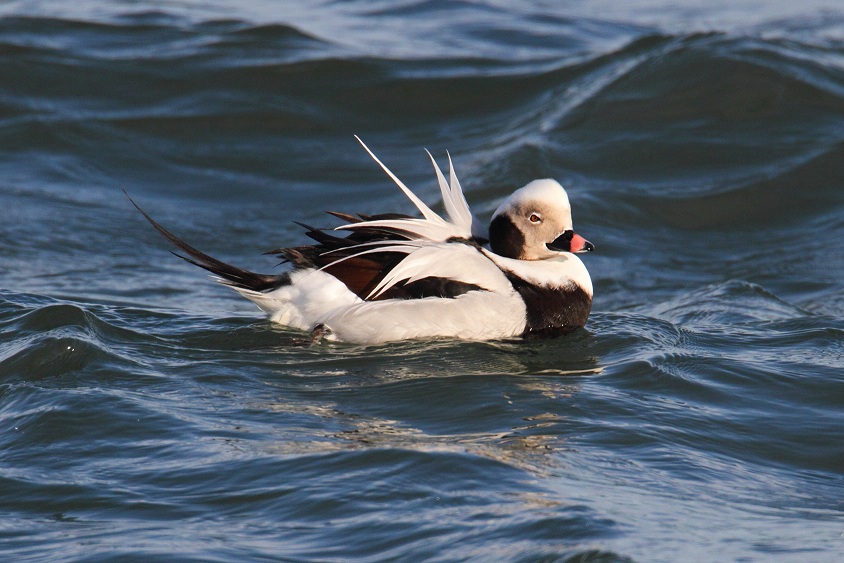 Male Long-tailed Duck (Oldsquaw) Swimming