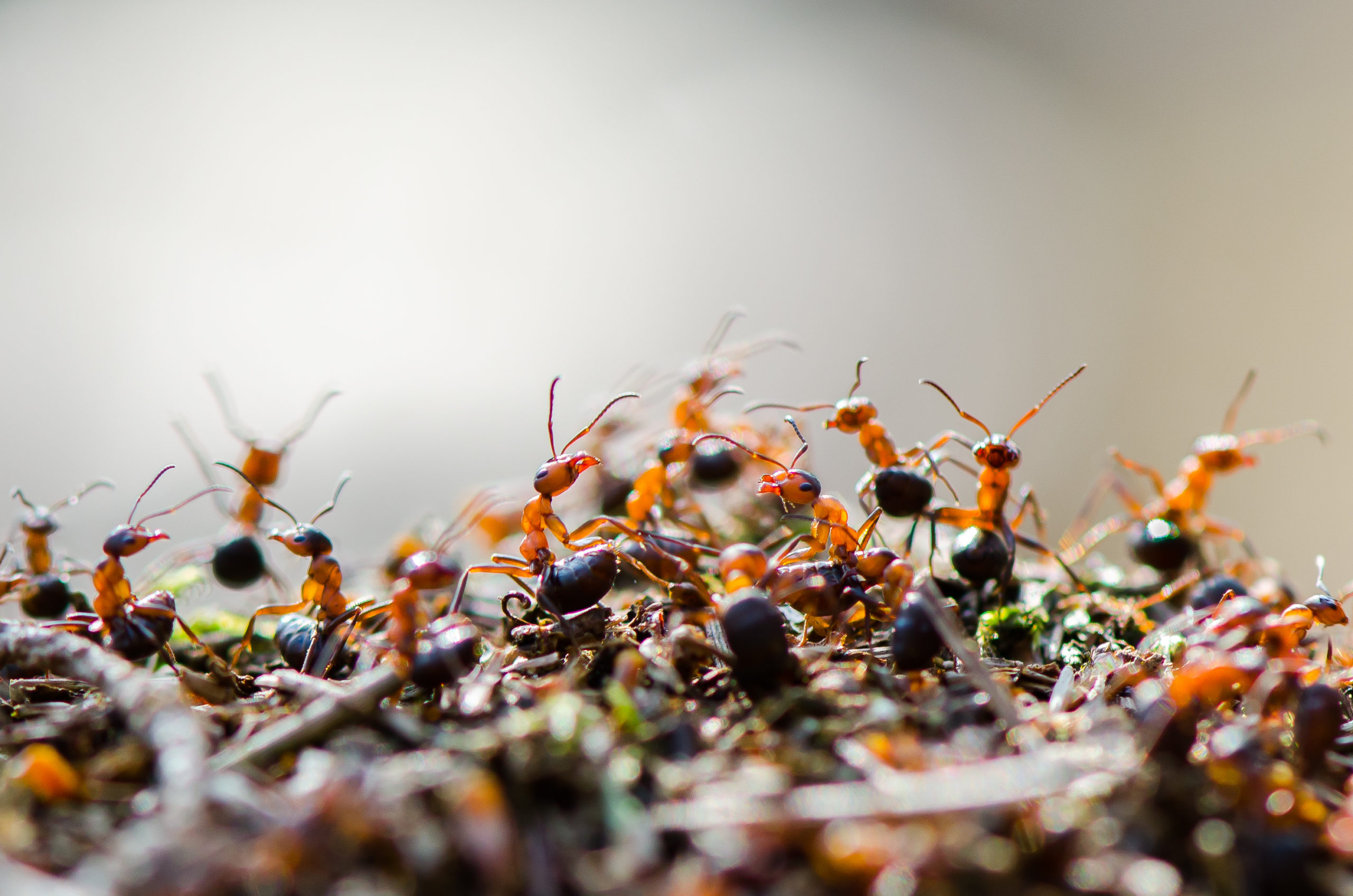 camera die insecten telt