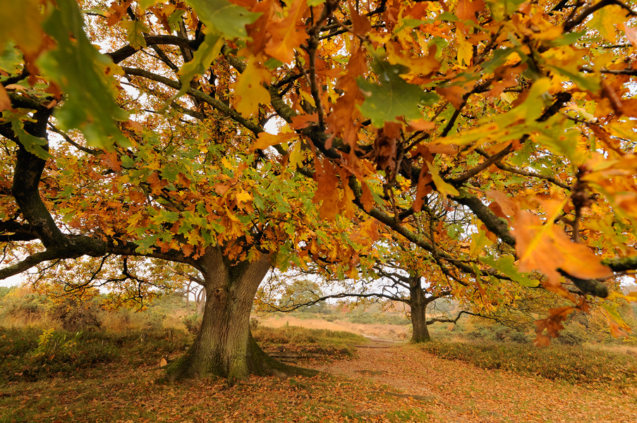 Eikenboom in herfstkleuren in het nationale park Veluwezoom
