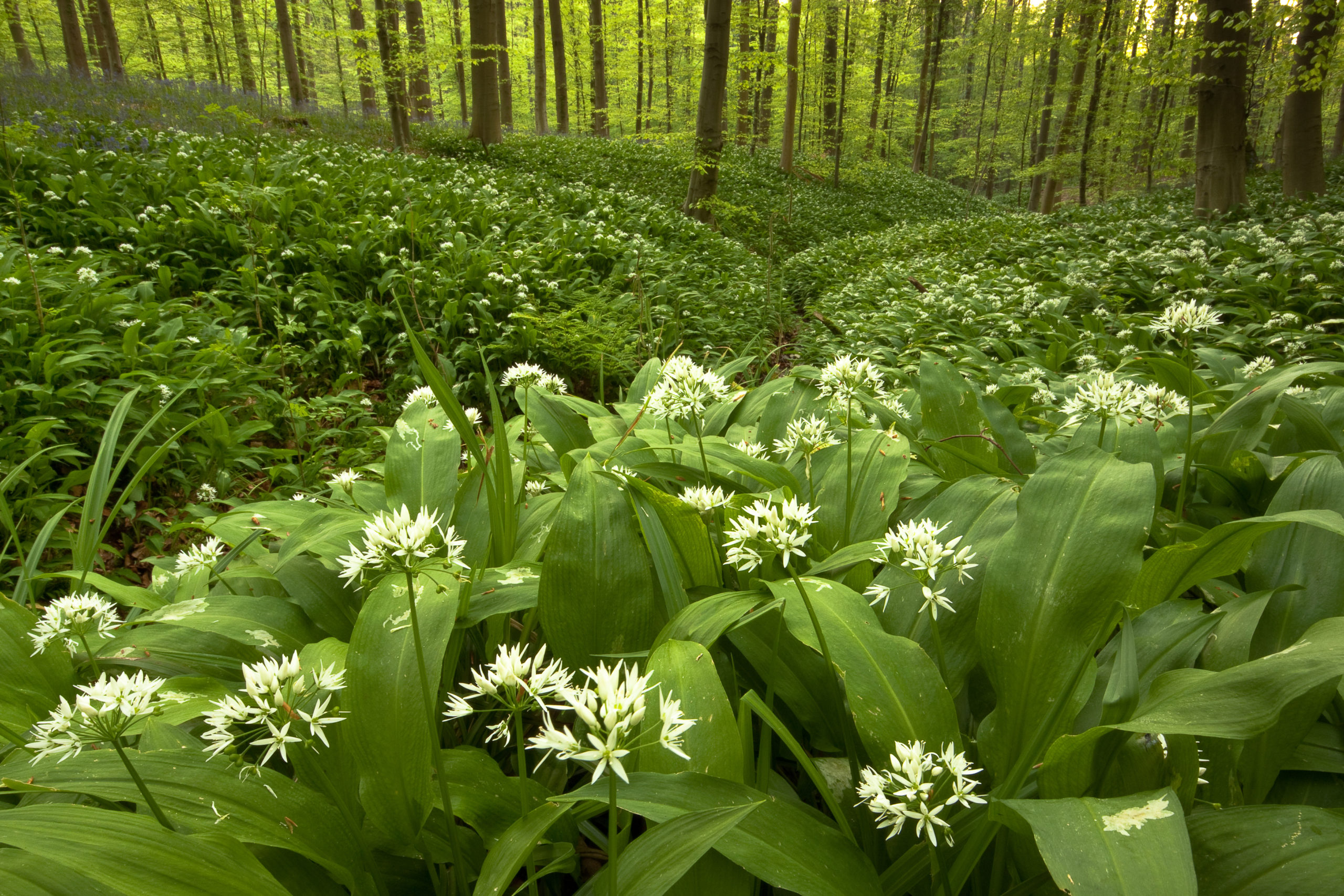 stinsenplanten