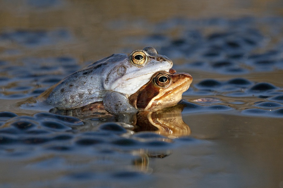 Heikikker; Rana arvalis; Moor Frog;