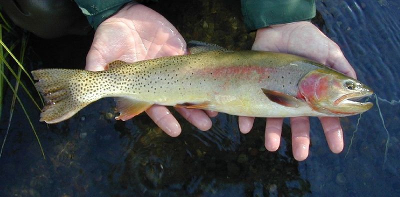 800px-Yellowstone_Cutthroat_Trout