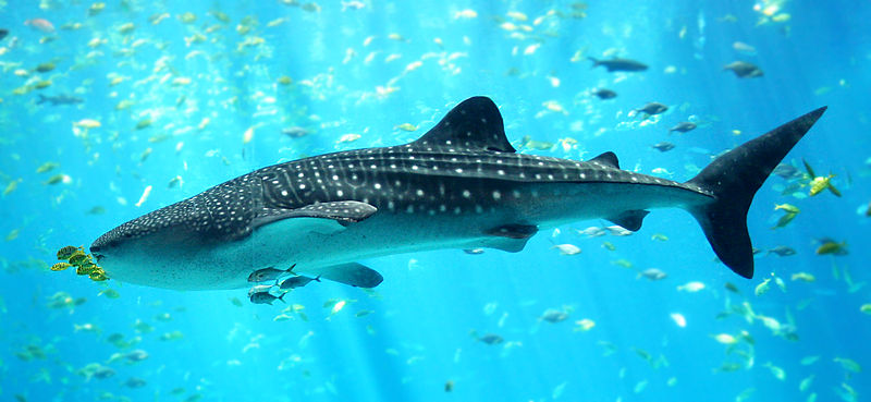 800px-Whale_shark_Georgia_aquarium