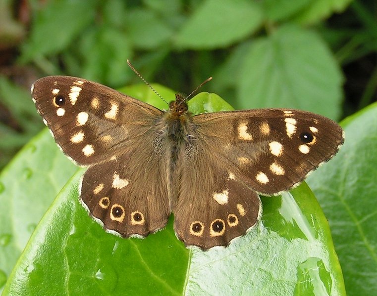 Speckled_Wood_butterfly_male