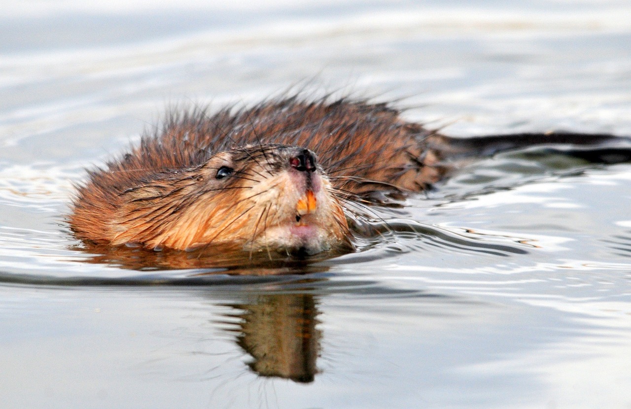 opnieuw minder muskusratten gevangen