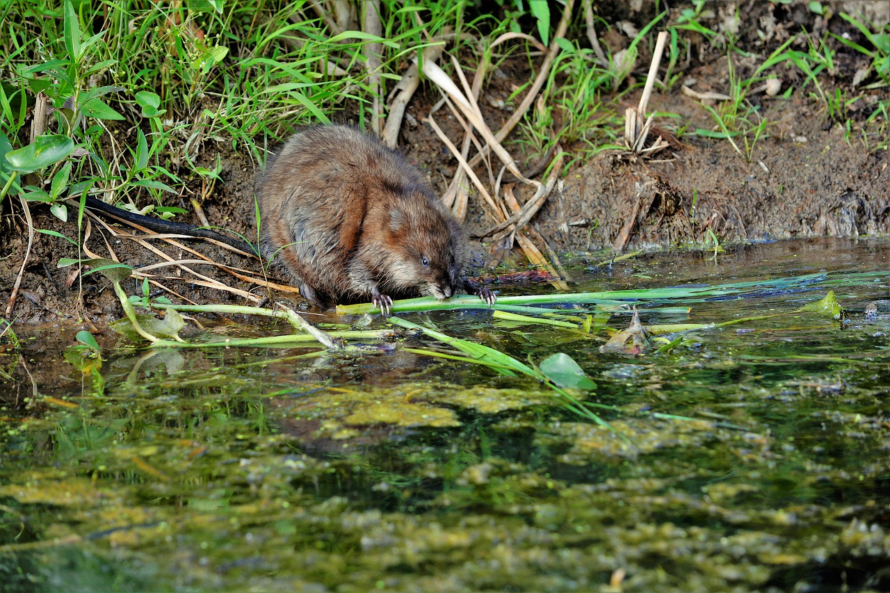 muskusratten