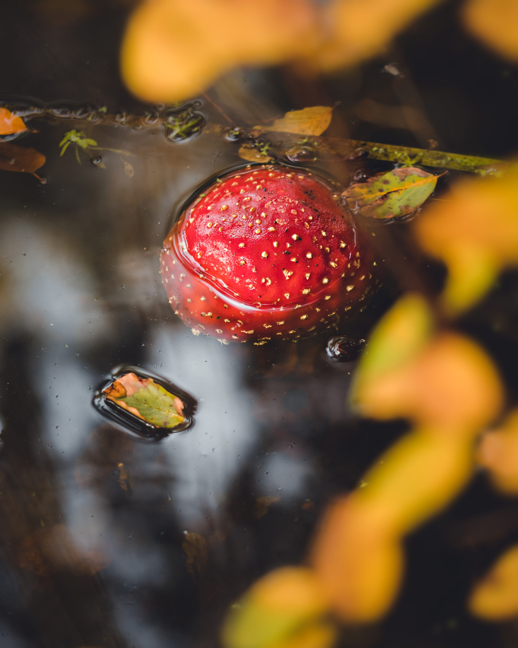 Foto van de Maand oktober