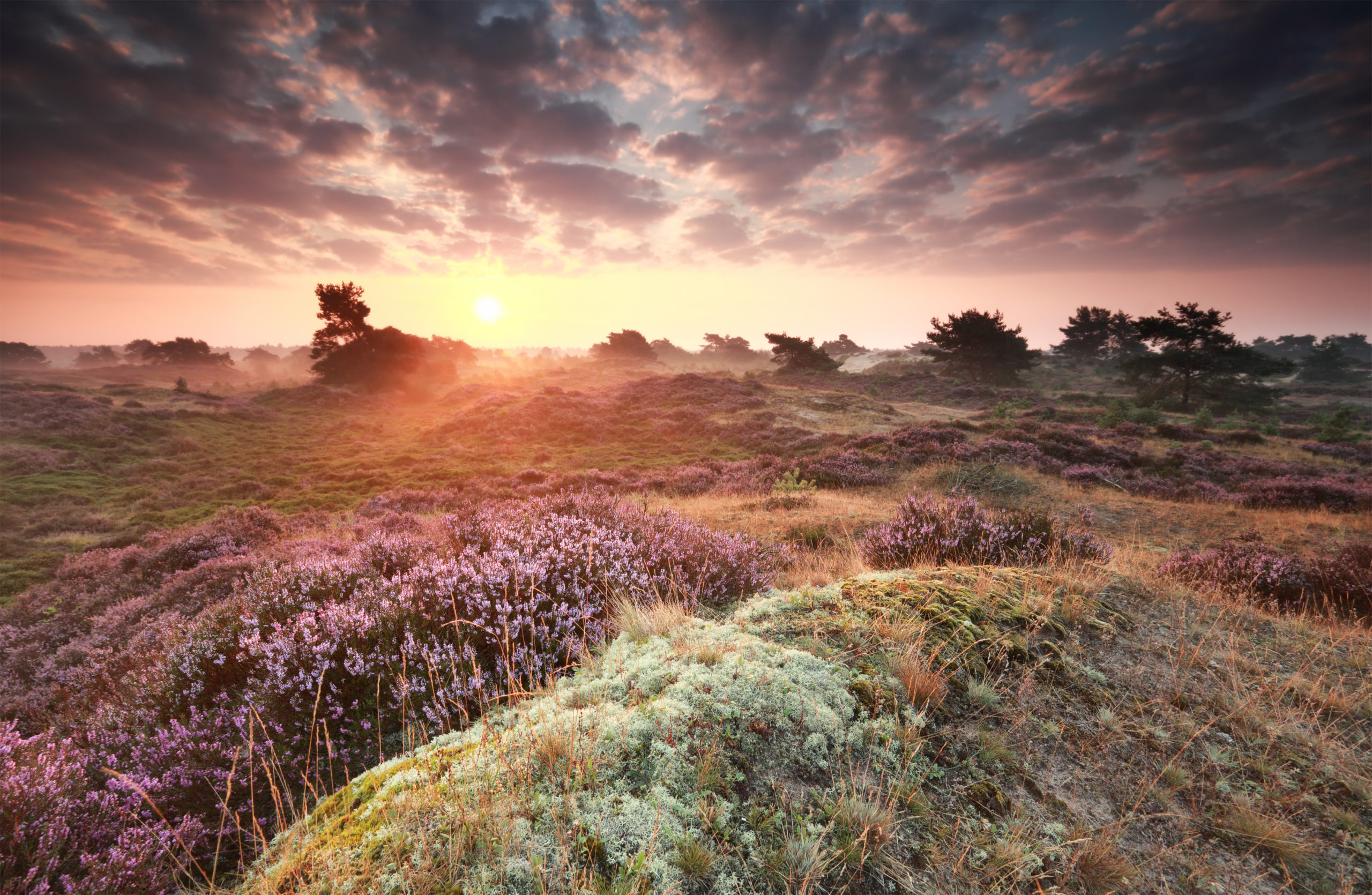 stunning misty sunrise over dunes with flowering heather