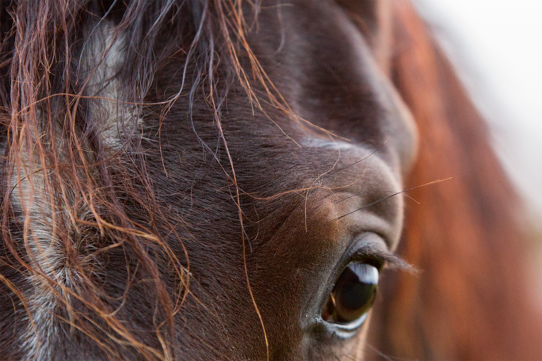 paardenemoties