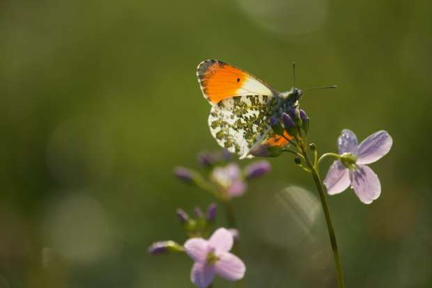 Oranje boven in de natuur