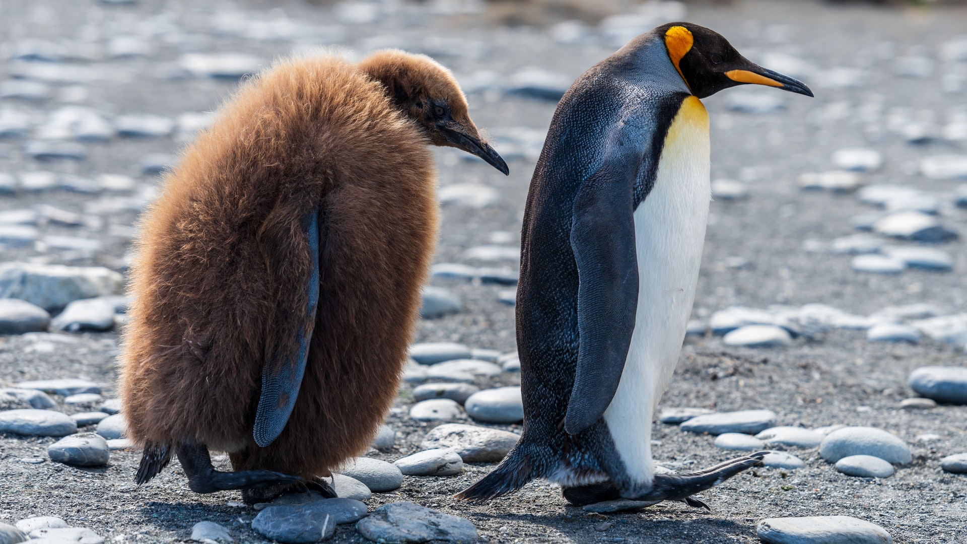 koningspinguin