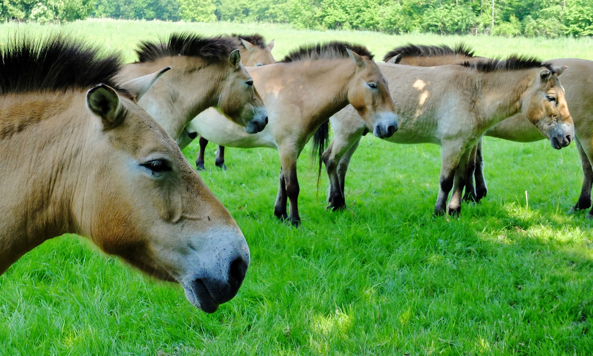 Natuurpark Lelystad