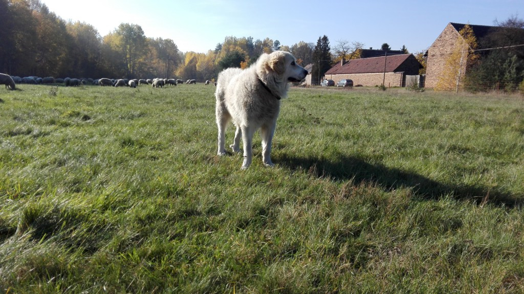 pyreneese