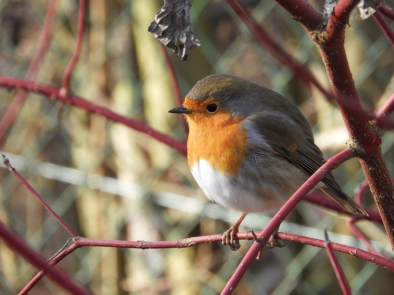 roodborst poot