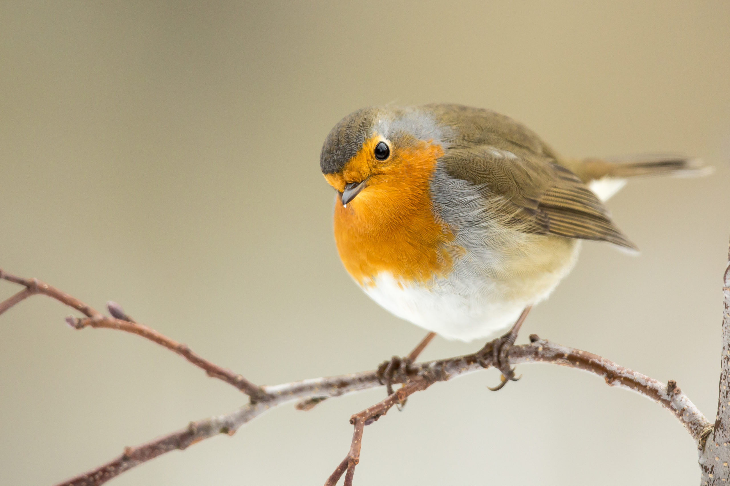 roodborstje terug in de tuin