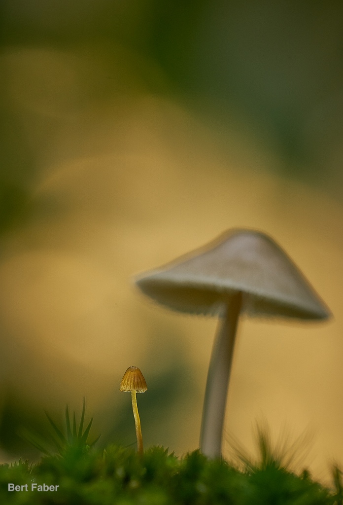 Paddenstoelen