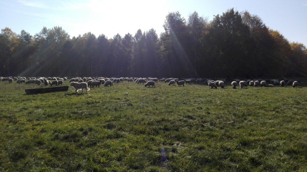 schapen