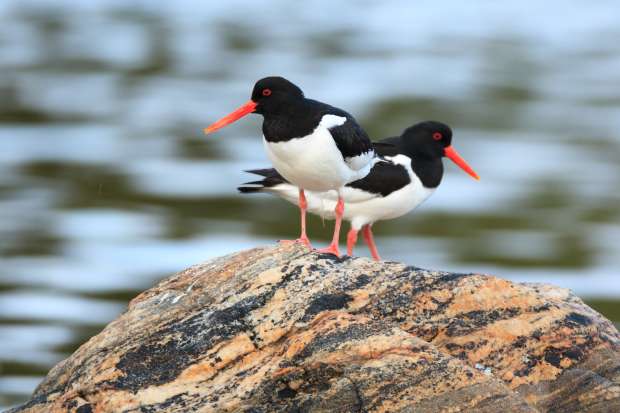 Unieke vogelrots bij Den Helder