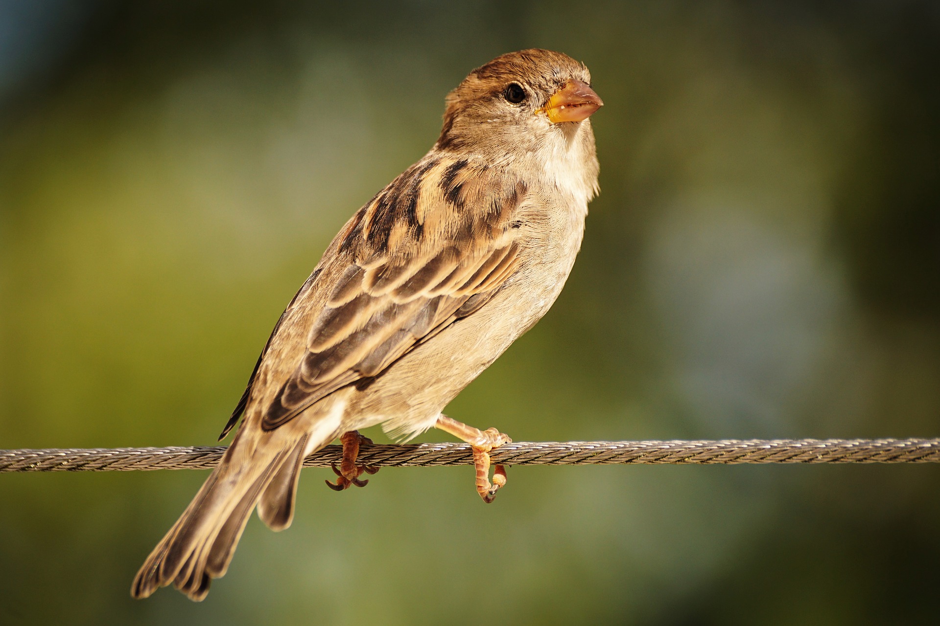 Junkfood heeft slechte invloed op darmen stadsvogels