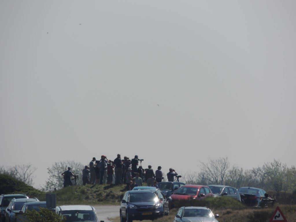 Veel vogelaars op het eiland