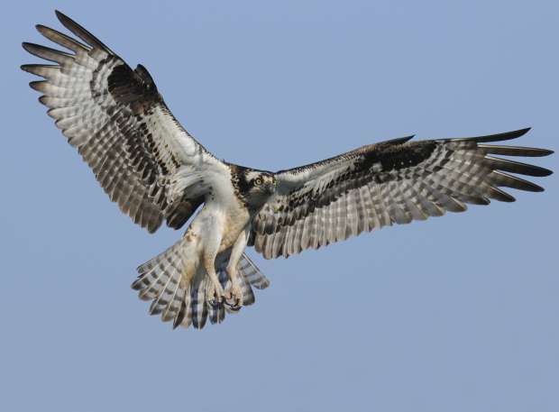 Vogelsafari op Texel