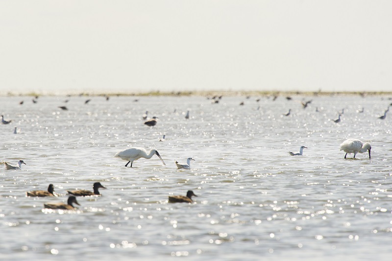 dag van het wad