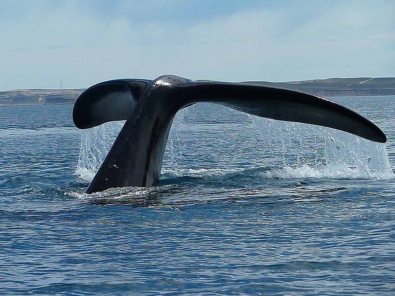 Walvis-spotplekken