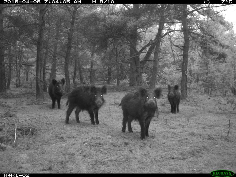 snapshot hoge veluwe