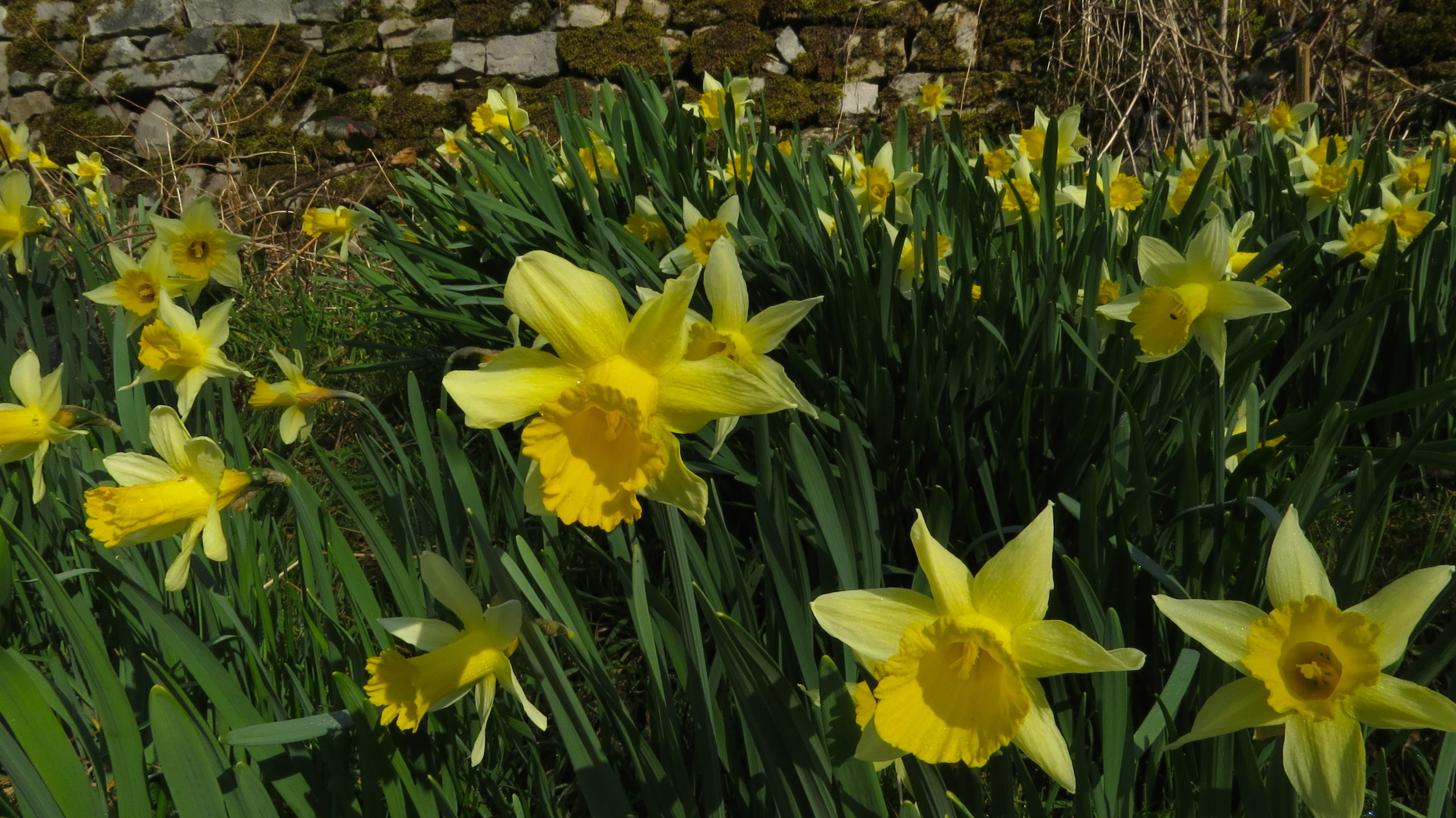 wilde narcis