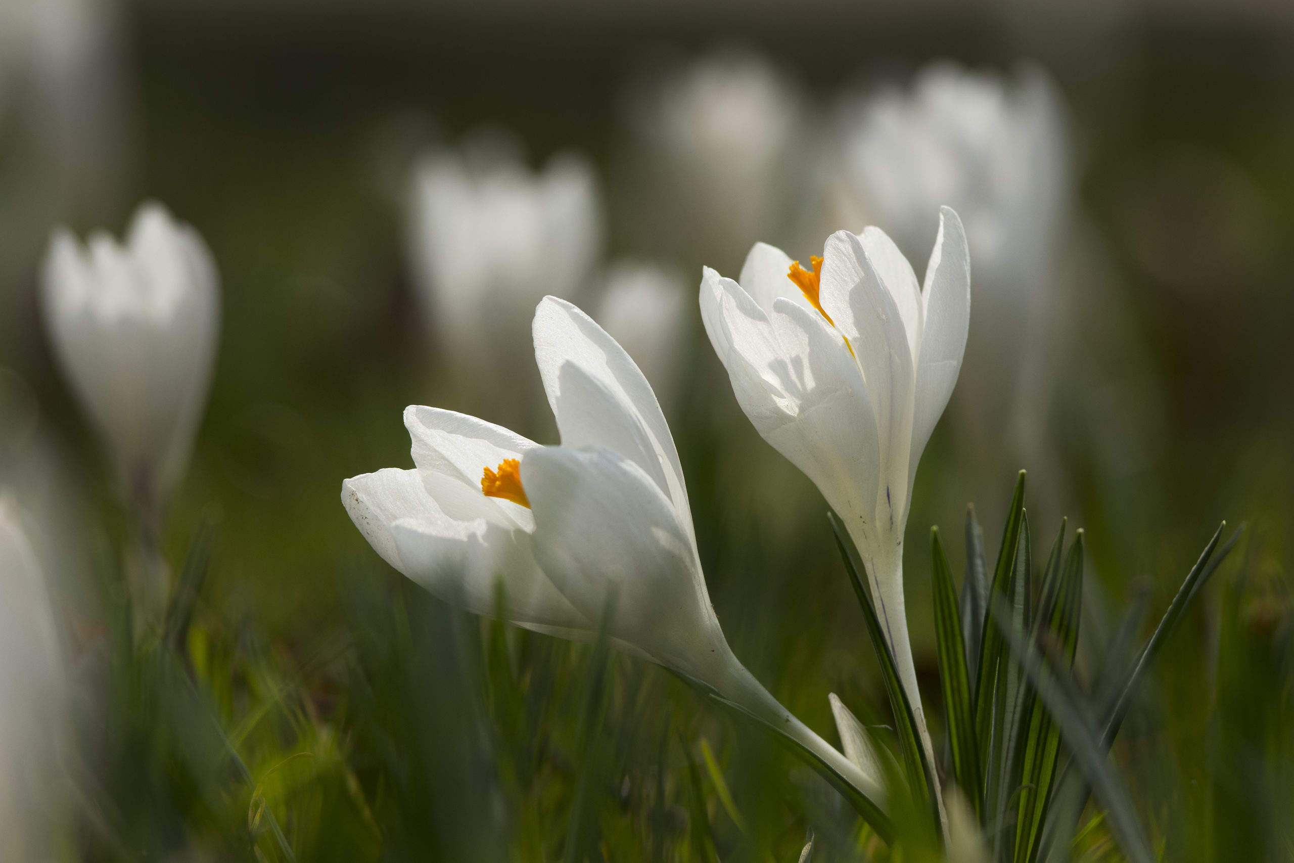 slapen bloemen