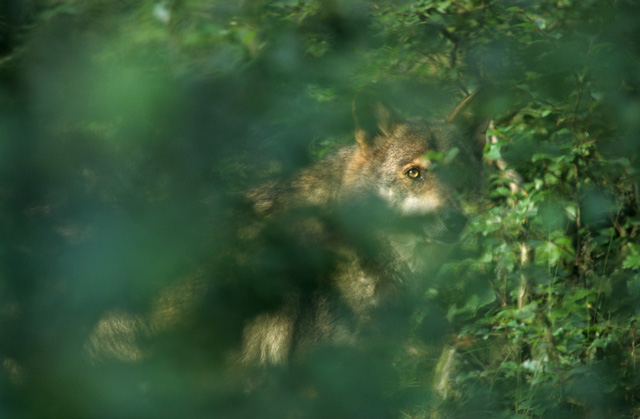 de wolf