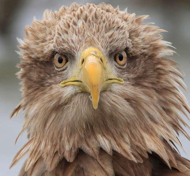 Kom naar het Roots Vogelfestival