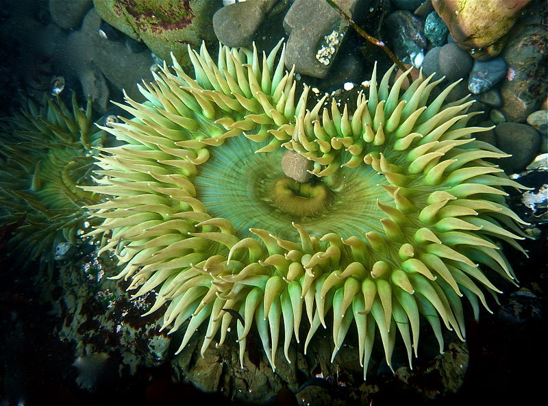 snorkelplekken